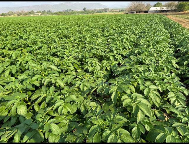 20HA FARM FOR SALE IN WEENEN